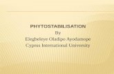 Phyto stabilisation