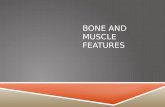 Bone and muscle features