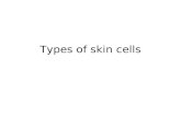 Types of skin cells - 2A Table 1