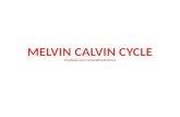 Melvin calvin cycle