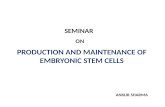 PRODUCTION AND MAINTENANCE OF EMBRYONIC STEM CELLS