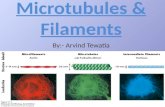 Microtubules & filaments.pptx 2