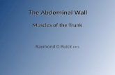 The Abdominal Wall - Muscles of the Trunk