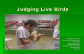 Judging of poultry