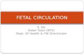 Fetal circulation nursing student_dey