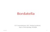 Bordetella PERTUSIS - WHOOPING COUGH - THEORY MICROBIOLOGY