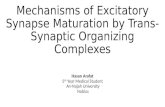Mechanisms of excitatory synapse maturation by trans synaptic organizing complexes
