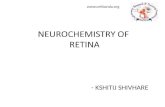 Neurochemistry of retina