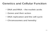 Genetics and Cellular Function