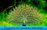 Explore Sri Lankan Wildlife