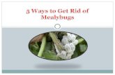 5 ways to get rid of mealybugs