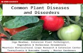 Common Garden Disease Diagnosis