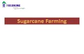 Fieldking sugarcane complete solution