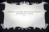 Tiger Safari Ranthambore National Park