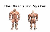 Chapter 6 - The Muscular System