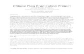 Chigoe Flea Eradication Project