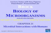Microbiology Bio 127 Microbial Interactions with Humans (normal flora)