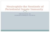 Neutrophils journal club - Dr Harshavardhan Patwal