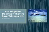 Are dolphins doomed