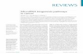 Micro RNA biogenesis pathways in cancer - Article.