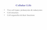 Cellular life
