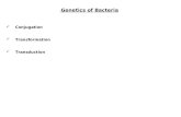 Chapter 15 bacterial gene