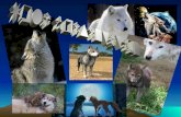 The Life Of wolves and some facts about Them