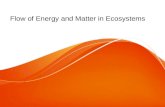 Flow of Energy and Matter in Ecosystems