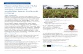 Maize Lethal Necrosis (MLN) disease: a threat to food security, income and smallholder farmer livelihoods in Kenya
