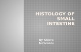 Histology of small intestine