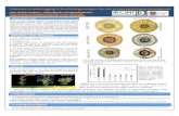 Poster19: Tolerance to waterlogging in Brachiaria genotypes: the role of root aerenchyma development