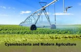 Agriculture, Cyanobacteria and Clean Biofuel in Canada