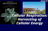 Chapter 09 Cellular Respiration