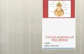 clinical anatomy of mid brain