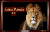 Animal Portraits #2 - animated widescreen