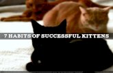 7 habits of successful kittens