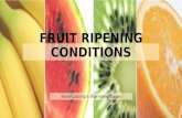 Fruit Ripening Conditions