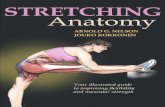 Stretching anatomy by PT. saud alenzi
