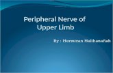 Peripheral Nerves of Upper Limb