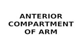 Anterior compartment of arm