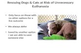 Rescuing Dogs and Cats at Risk of Unnecessary Euthanasia