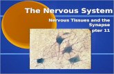 The Nervous System Nervous Tissues and the Synapse Chapter 11.