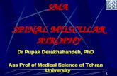 1 Dr Pupak Derakhshandeh, PhD Ass Prof of Medical Science of Tehran University SMA SPINAL MUSCULAR ATROPHY.