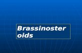 Brassinosteroi ds. Brassinosteroids Brassinosteroids (polyhydroxysteroids) or Brassins act like auxins Brassinosteroids (polyhydroxysteroids) or Brassins.