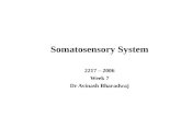 Somatosensory System 2217 – 2006 Week 7 Dr Avinash Bharadwaj.
