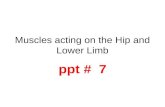 Muscles acting on the Hip and Lower Limb