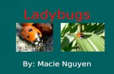 Ladybugs By: Macie Nguyen Hi. My name is Macie.