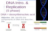 DNA Intro. & Replication (S phase) DNA = deoxyribonucleic acid Objective: D3 - Identify the components of DNA and describe…DNA replication.