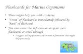 Flashcards for Marine Organisms These might help you with studying “Front” of flashcard is immediately followed by “back” of flashcard You can write this.