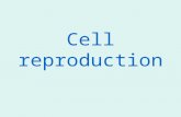 Cell reproduction. Cell theory states that all cells come from preexisting cells. Cell division is the process by which new cells are produced from one.